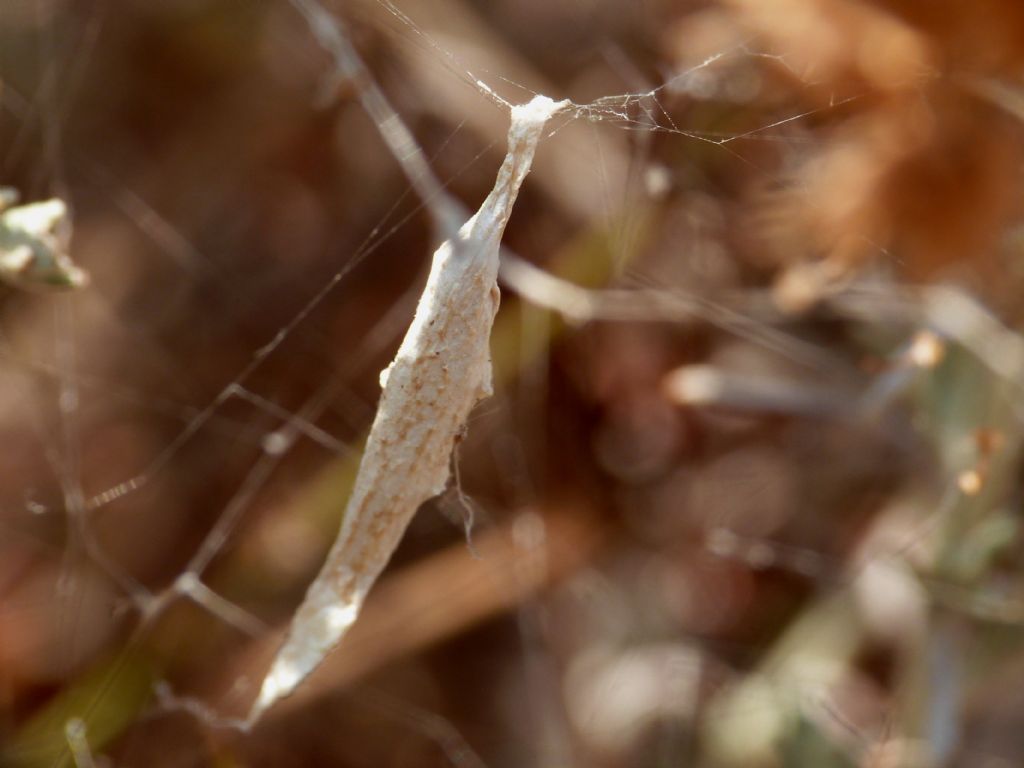 Uloboridae - Uloborus walkenaerius